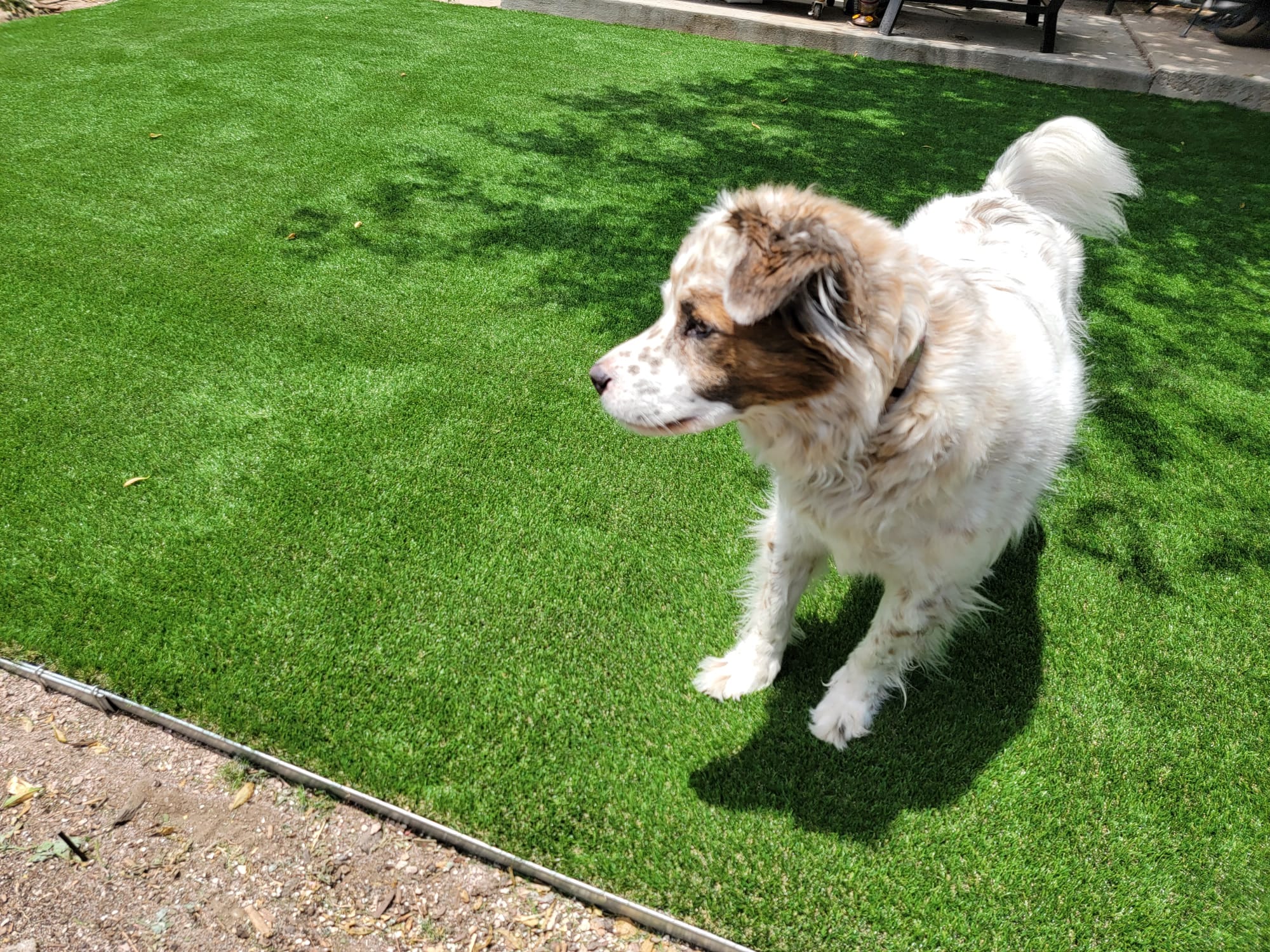 Pet Areas